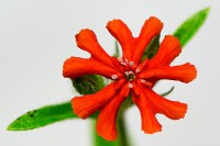 /album/rostliny-y-nasi-prirody/dsc5931-lychnis-chalcedonica-kohoutek-plamenny-jpg/